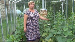 Паутинный клещ меры борьбы и профилактика.