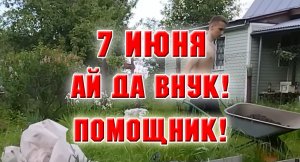 7 июня. Ай да внук! Бабушкин помощник!