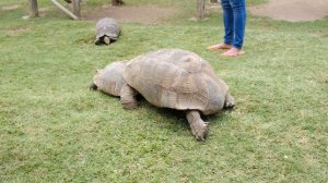 самая большая черепаха в мире!