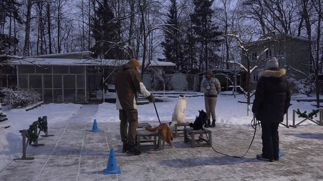 Догтренинг 477. Вечернее лазер-шоу для толлера, шипперке и белой овчарки. смотреть онлайн
