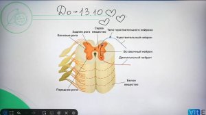 ВСЯ АНАТОМИЯ за ПЯТЬ ЧАСОВ