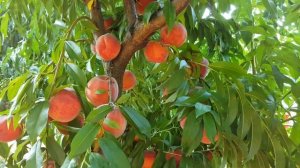 Очень урожайный сорт / персик Руби Принц