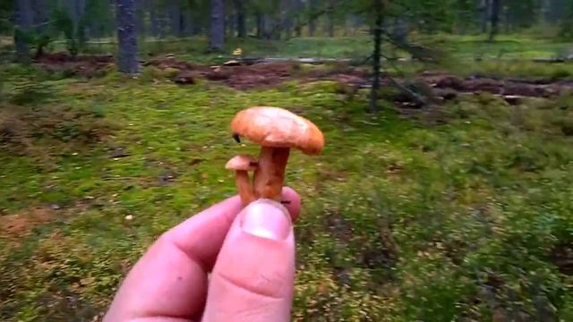 ПОХОД В СОСНОВЫЙ ЛЕС ЗА ГРИБАМИ.mp4 смотреть онлайн