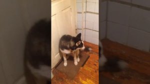 Хаски погрыз паспорт