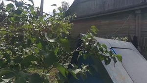 Полёт стрекозы