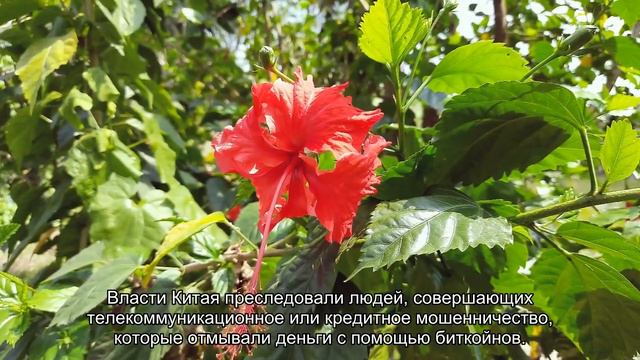 В Китае арестовано более 1100 человек за отмывание криптовалюты смотреть онлайн