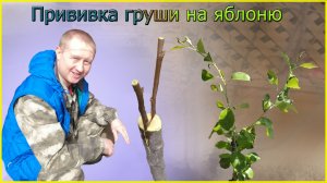 Прививка груши на яблоню удачный эксперимент.mp4