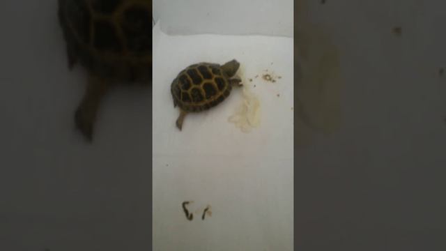 Как ухаживать за сухопутных черепах смотреть онлайн