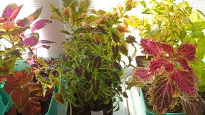 Сибирь. Колеусы приобретают красивый настоящий окрас. Обзор Колеусов на подоконнике.