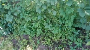 Когда дичь лезет на участок. Дикий виноград на корм цыплятам