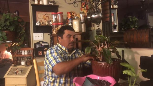 Red Aglaonema and Berry Allusion Syngonium Repotting смотреть онлайн