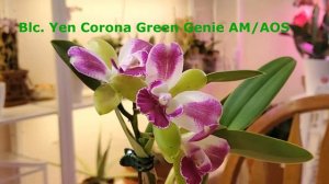 Цветение декабря 2021