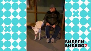 Собака ждет автобус. Видели видео? Фрагмент выпуска от 15.10.2022