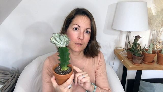 Ma Collection de ...... - Cactus et Succulentes смотреть онлайн