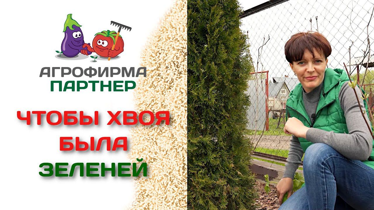 Чем подкормить хвойные растения