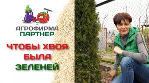 Чем подкормить хвойные растения