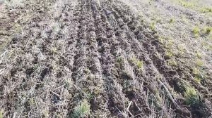 23.03.2019. Посев льна. Технология NO-TILL!