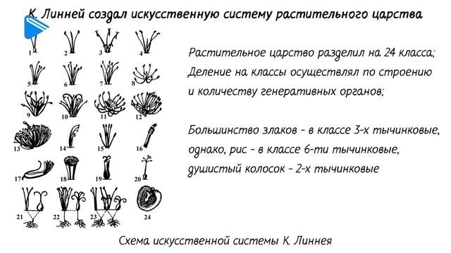 11 Класс - Биология - Многообразие органического мира