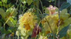 Garden Cottage, Late Summer, Sunflowers, Dahlias, Nasturtium