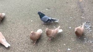 Серпастые голуби. Заехали в гости к голубеводу Виктору Николаевичу.