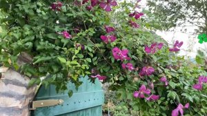 Clematis viticella: kisvirágú klematisz