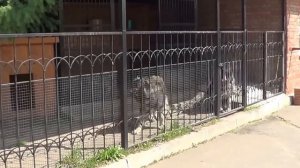 КАВКАЗСКИЕ ОВЧАРКИ В МОНАСТЫРЕ www.r-risk.ru +79262205603 Татьяна Ягодкина