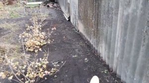 Пересадка Кустов ЙОШТЫ. СМОРОДИНЫ. КРЫЖОВНИКА.  ЛАНДШАФТНЫЙ ДИЗАЙН.