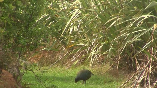 Takahe Foraging. Такахе кормежка 1682sp