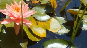 Одолень - трава...