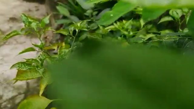 Redmi Note 8 Kamera test смотреть онлайн