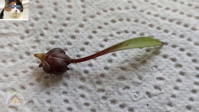 Как размножить лилию бульбочками. Когда сажать бульбочки лилий осенью смотреть онлайн