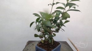 Mi primera GARDENIA JAZMIONIDE bonsai