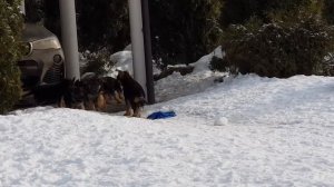 Немецкая овчарка. Щенки.