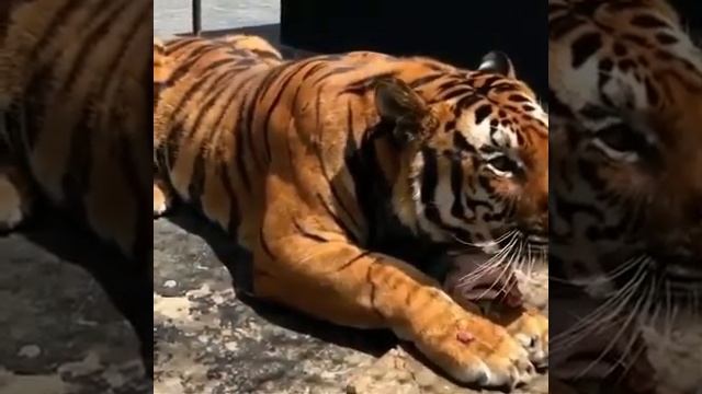 Lion and tiger roar | Рык льва и тигра смотреть онлайн