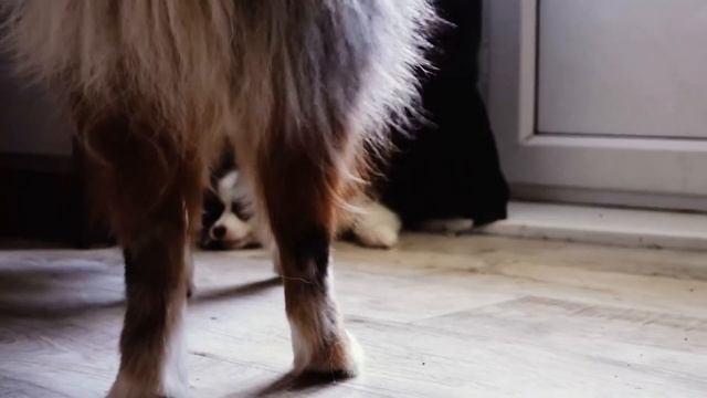 ЩЕНОК АУССИ l мы завели вторую собаку? смотреть онлайн