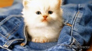 Какие бывают котята?