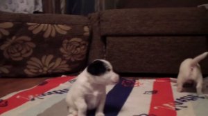 Щенки гладкошерстного фокстерьера Питомник Dono Vita