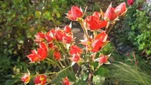 Мопс#Лучшее..#Песня