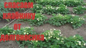КАК ИЗБАВИТЬСЯ ОТ ДОЛГОНОСИКА НА КЛУБНИКЕ  ВО ВРЕМЯ БУТОНИЗАЦИИ  И В НАЧАЛЕ  ЦВЕТЕНИЯ