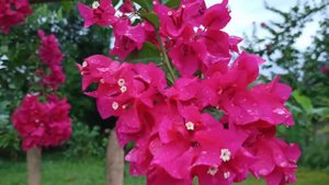 Bougainvillea glabra.