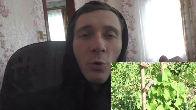 Решетник под виноград из дерева смотреть онлайн