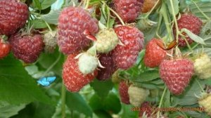 Малина ремонтантная Жар Птица (zhar ptitca) ? обзор: как сажать, саженцы малины Жар Птица