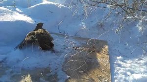 Ловля куропаток на силки