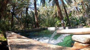 Walk in Al Ain Oasis United Arab Emirates 2022