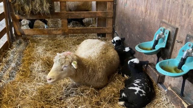 Ферма на острове Texel. Уникальная овечья шерсть смотреть онлайн