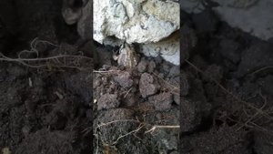 Лягушка закапывается в землю