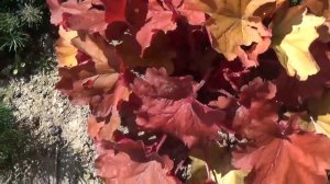 Мой сад .на 05. 08. 2018 г. 1 ЧАСТЬ .