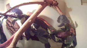 Маисовый полоз — неядовитая змея семейства ужеобразных