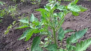 Формирование томата в три ствола