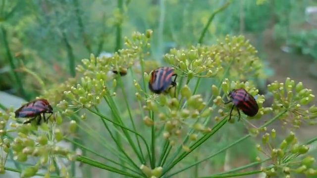 ДАЙКОН, КРАСИВЫЕ СЕМЕНА? смотреть онлайн
